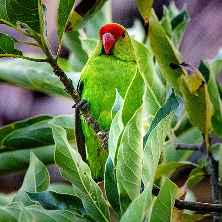 Black winged lovebird