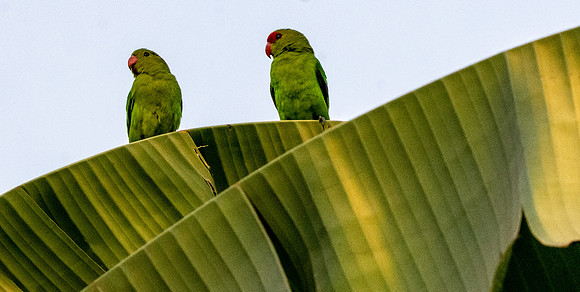 Black winged lovebird