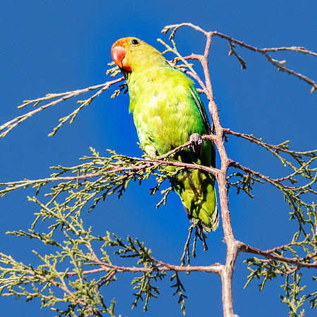Black winged lovebird