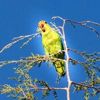 Black winged lovebird