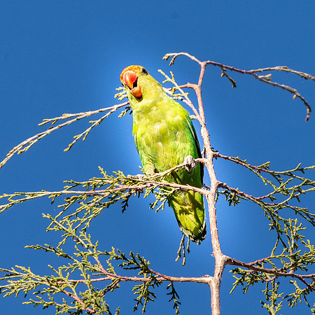 Black winged lovebird