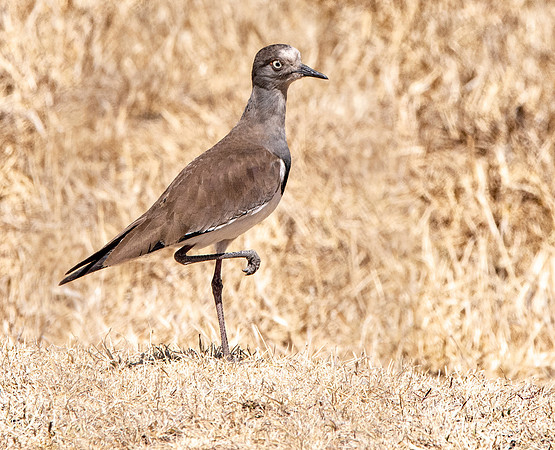 Black winged plover