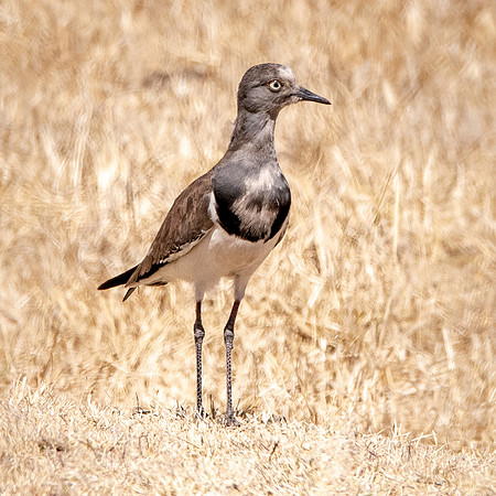 Black winged plover
