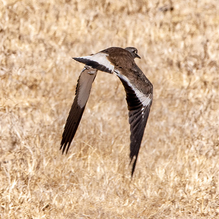 Black winged plover