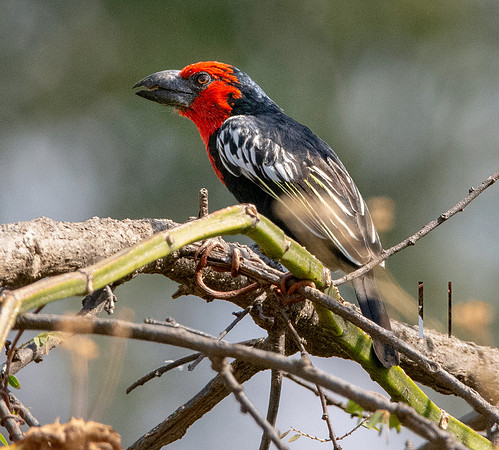 Black billed barbet