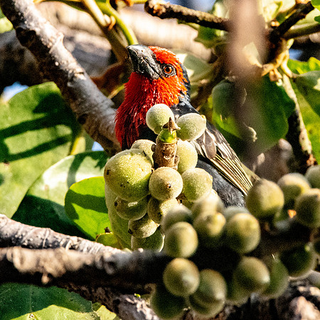 Black billed barbet