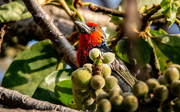 Black billed barbet