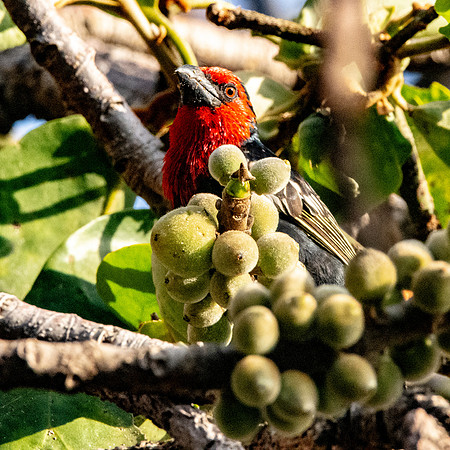 Black billed barbet