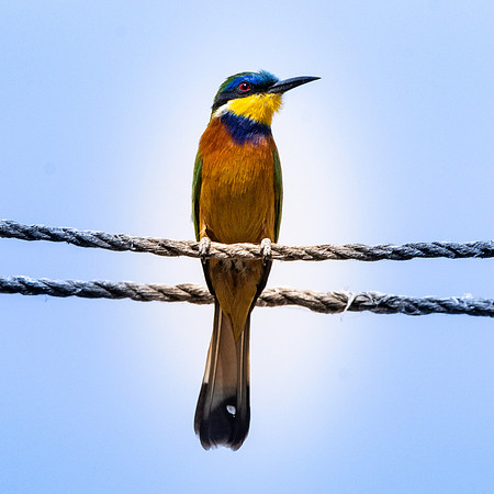 Blue breasted bee-eater