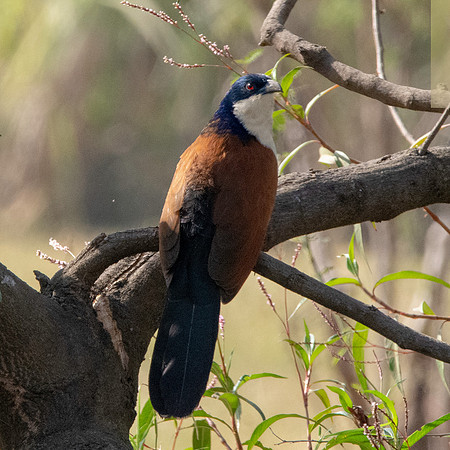Blue headed coucal