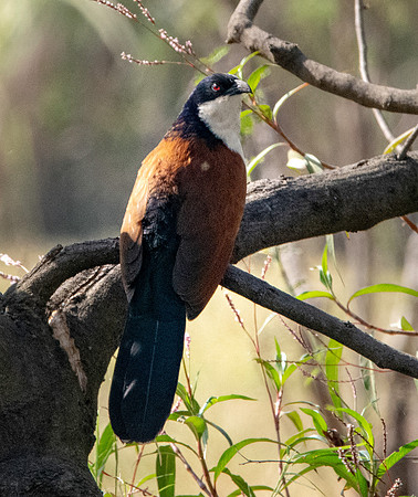 Blue headed coucal