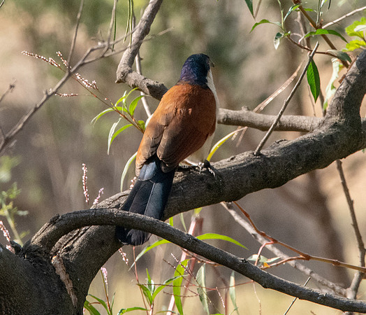 Blue headed coucal