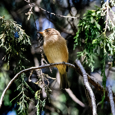 Brown woodland warbler