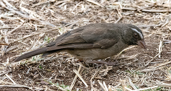 Brown rumped seedeater