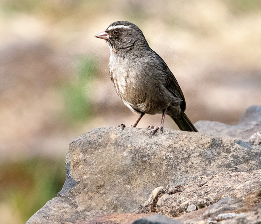 Brown rumped seedeater