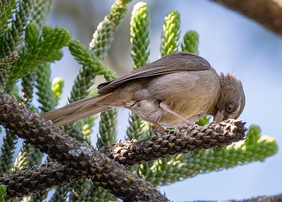 Brown rumped seedeater