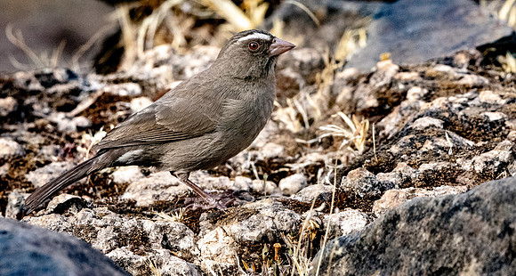 Brown rumped seedeater