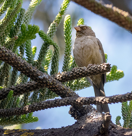 Brown rumped seedeater