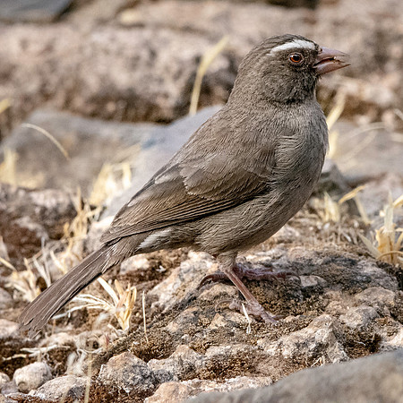 Brown rumped seedeater