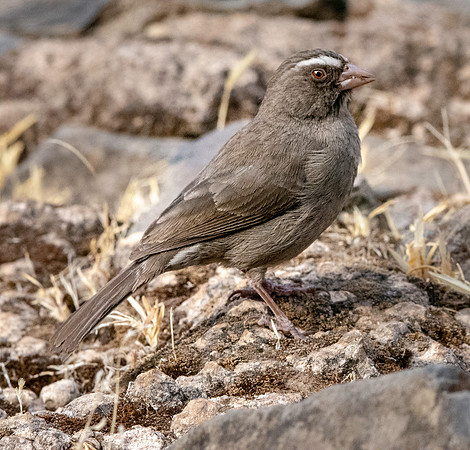 Brown rumped seedeater