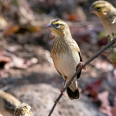 Bush petronia / saleh bush sparrow