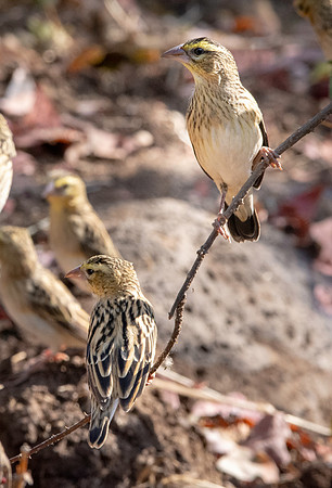 Bush petronia / saleh bush sparrow