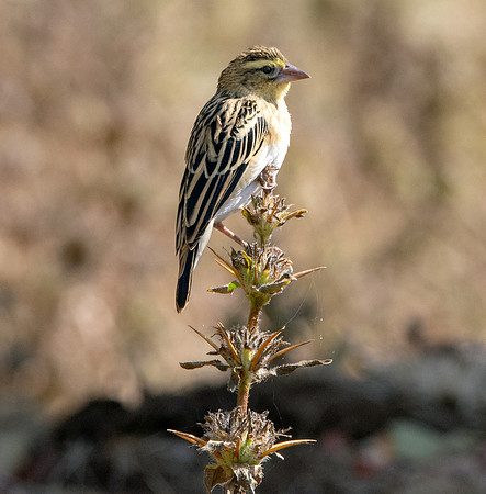 Bush petronia / saleh bush sparrow