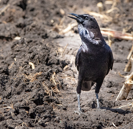Cape crow