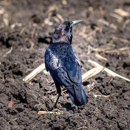 Cape crow