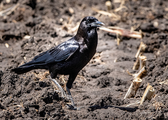 Cape crow