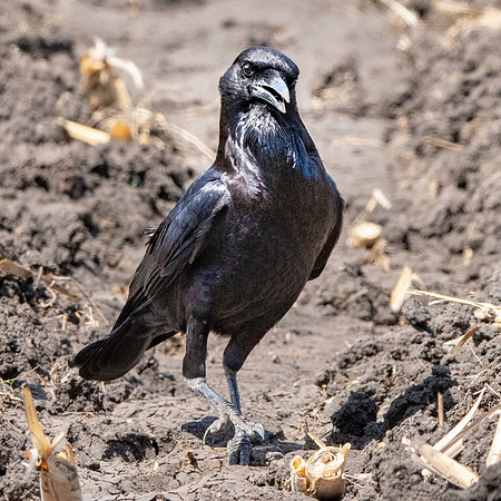 Cape crow