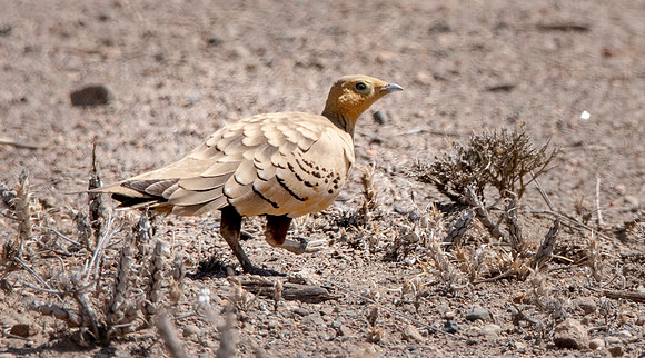 Chestnut bellied sand grouse