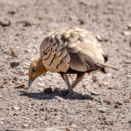Chestnut bellied sand grouse