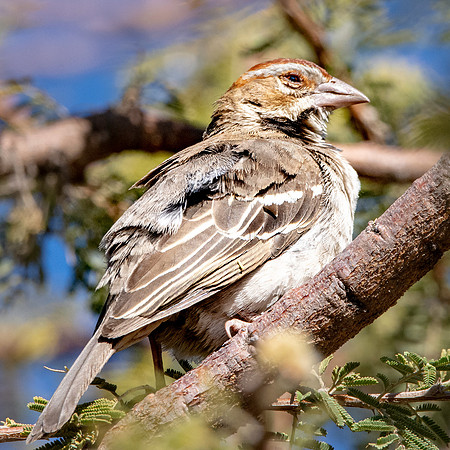 Chestnut crowned sparrow weaver