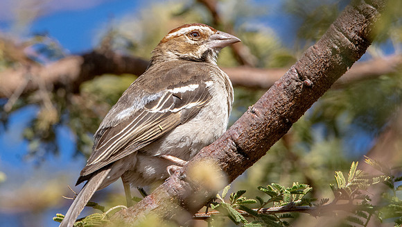 Chestnut crowned sparrow weaver