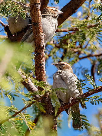 Chestnut crowned sparrow weaver