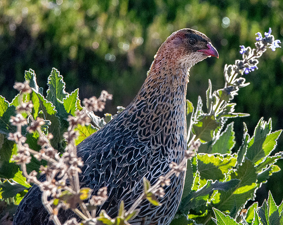 Chestnut naped francolin