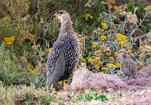 Chestnut naped francolin