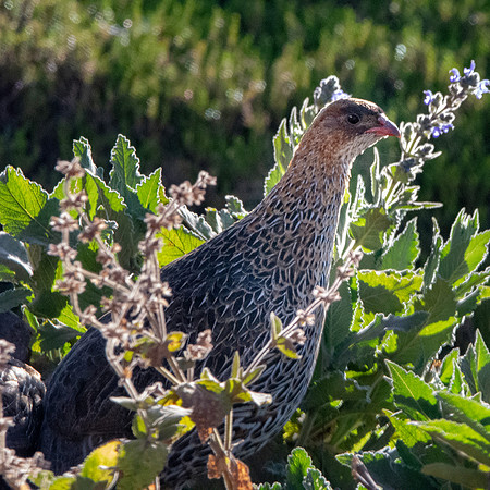Chestnut naped francolin