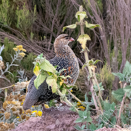 Chestnut naped francolin