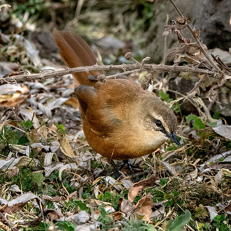 Cinnamon bracken warbler