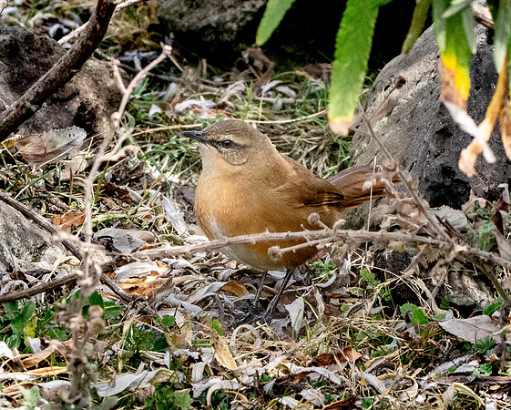 Cinnamon bracken warbler
