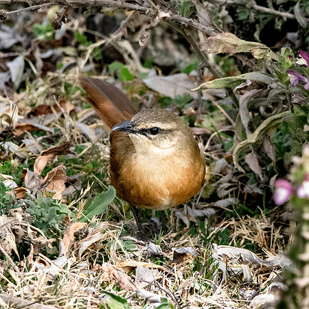 Cinnamon bracken warbler