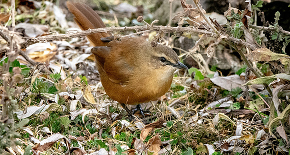 Cinnamon bracken warbler
