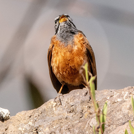 Cinnamon breasted bunting