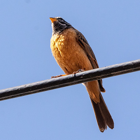 Cinnamon breasted bunting