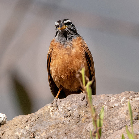 Cinnamon breasted bunting