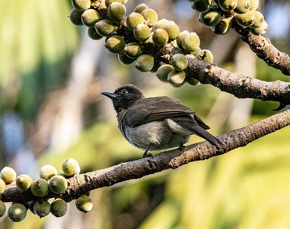 Common bulbul