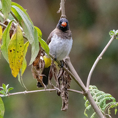 Common (Dodson's) bulbul