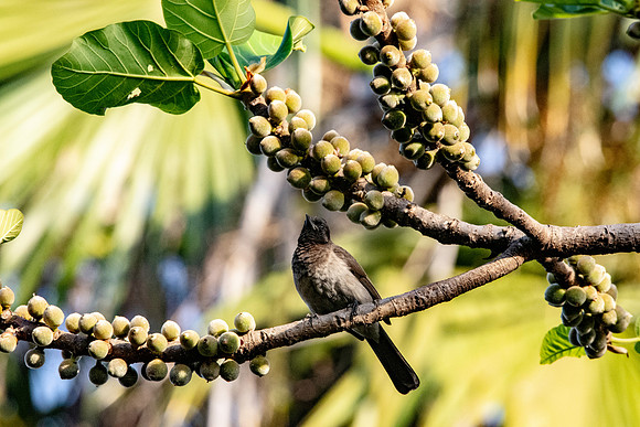 Common bulbul